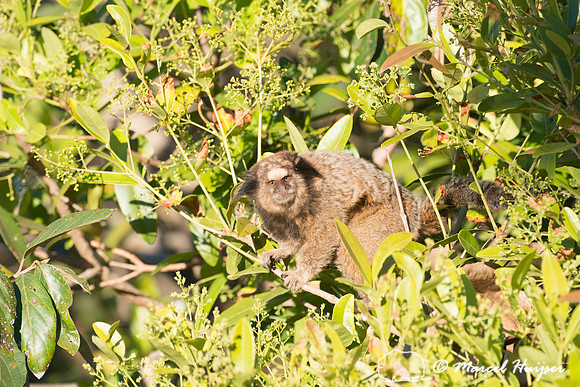 Black-tufted marmoset (Callithrix penicillata), Alto Paraíso de