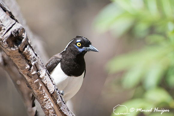 White-naped jay (Cyanocorax cyanopogon), Chapada dos Veadeiros N
