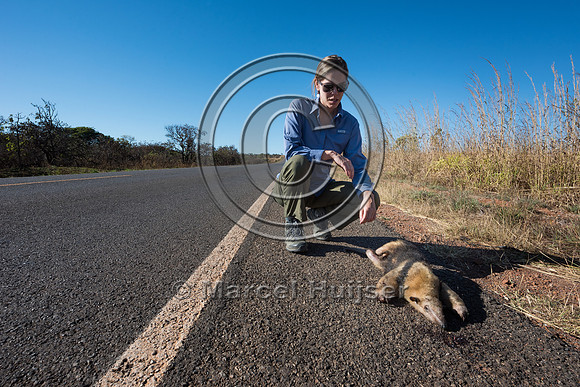 Road ecologist Fernanda Abra inspects roadkilled southern tamand