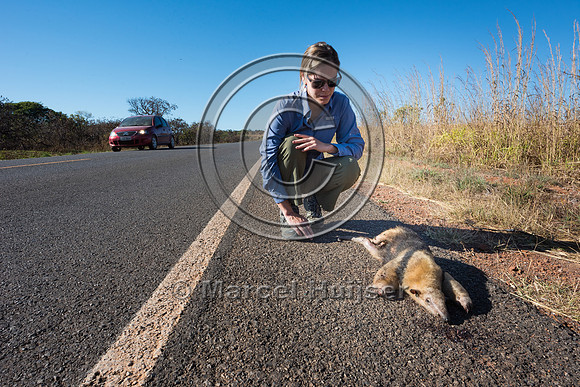 Road ecologist Fernanda Abra inspects roadkilled southern tamand