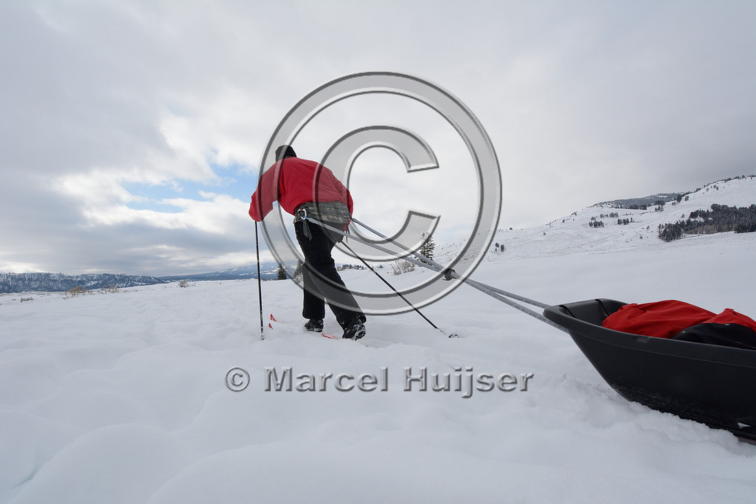 Marcel Huijser pulls cargo sled on cross country skis, Wyoming, USA