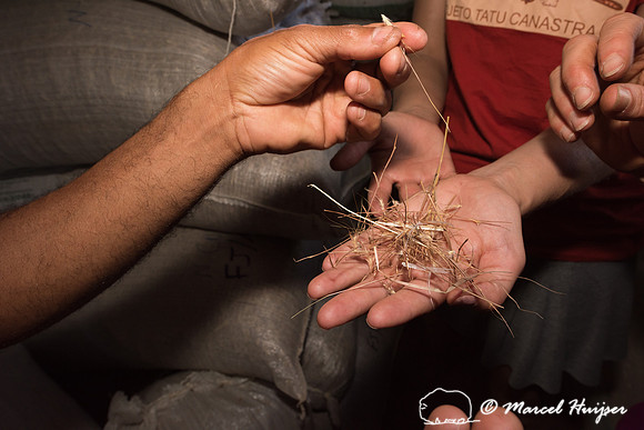 Seeds for eological restoration by Claudomiro De Almeida Cortes