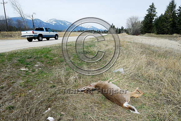 White-tailed deer roadkill, US Hwy 93, near Darby, Montana, USA