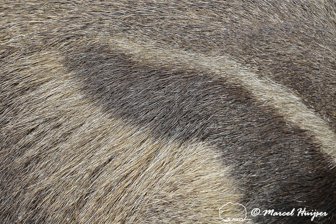 Giant anteater (Myrmecophaga tridactyla), Parque Nacional da Serra da Canastra, Minas Gerais, Brazil