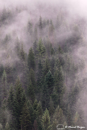 Low clouds on a forested slope in the Clearwater National Forest, Idaho, USA