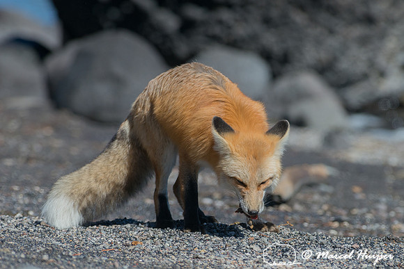 Red fox (Vulpes vulpes), Wyoming, USA