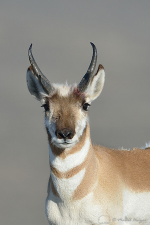 Pronghorn (Antilocapra americana), Montana, USA