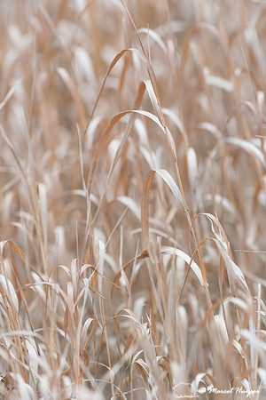 Grasses, Yellowstone National Park, Wyoming, USA