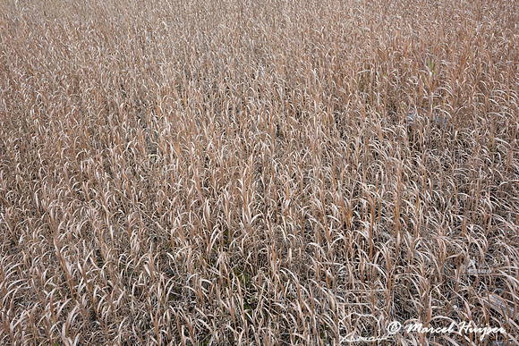 Grasses, Yellowstone National Park, Wyoming, USA