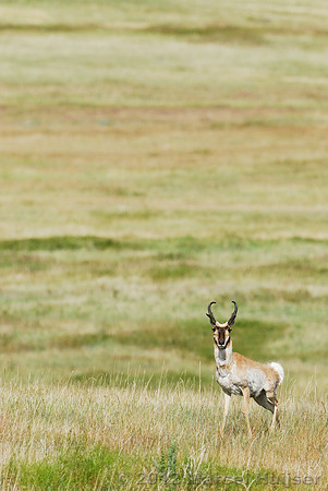 Pronghorn (Antilocapra americana) buck in a grassland, Montana, USA