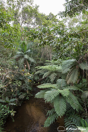 Stream, Legado das Águas, São Paulo, Brazil