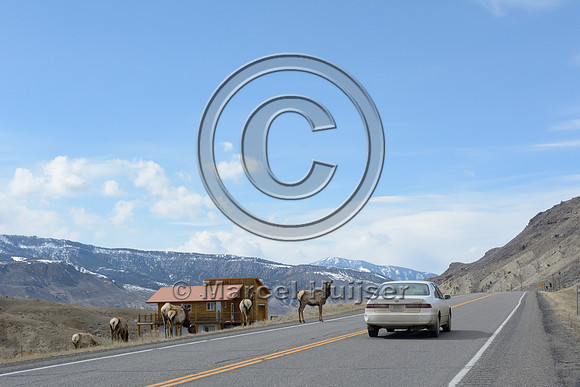 Elk (Cervus canandensis) on highway, Montana, USA