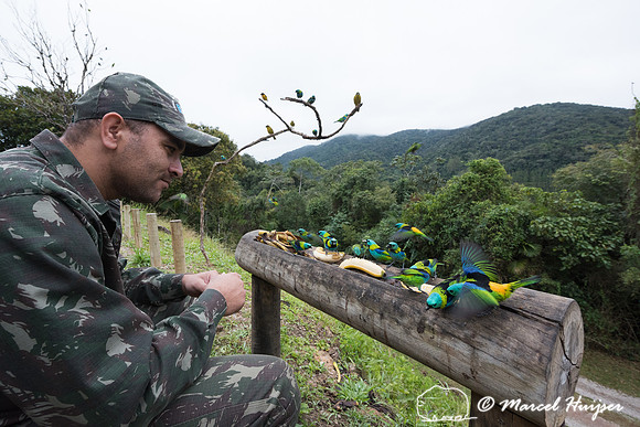 Green-headed tanagers (Tangara seledon) at bird feeder, Legado d