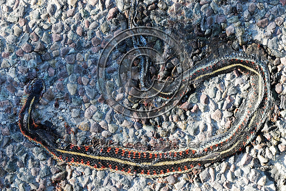 Common gartersnake (Thamnophis sirtalis) roadkill, MT