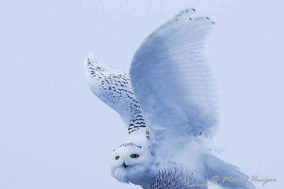 Snowy Owl (Bubo scandiacus), Montana, USA