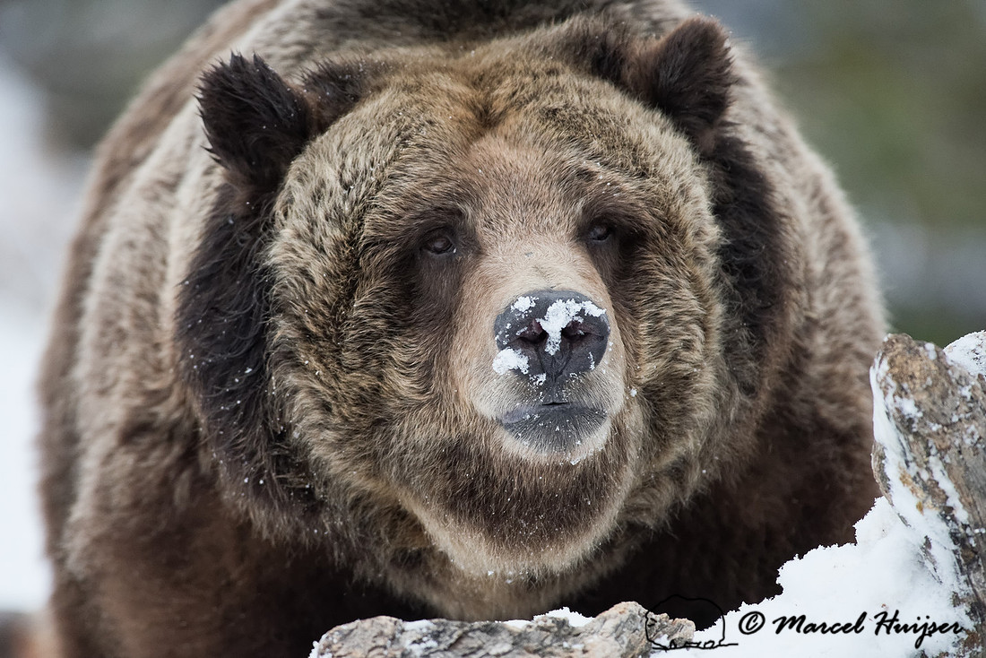 Grizzly bear (Ursus arctos) in the snow, Montana, USA (captive a