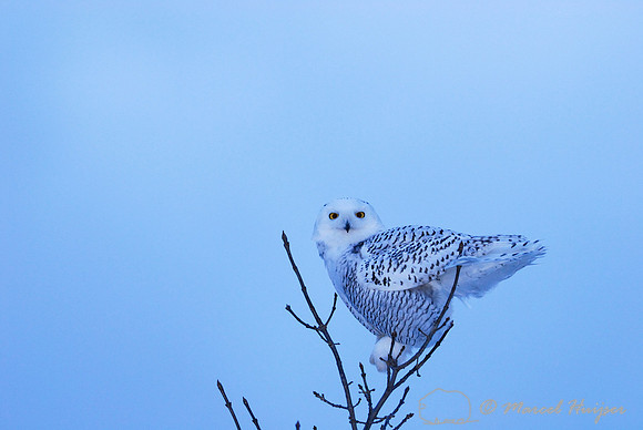 Snowy Owl (Bubo scandiacus), Montana, USA