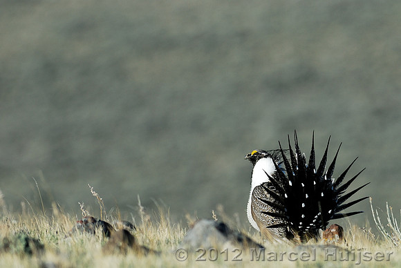 Male sage grouse (Centrocercus urophasianus) in a lek and displaying, near Bannack, Montana, USA