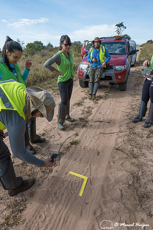 Tracks of giant anteater (Myrmecophaga tridactyla), in the cerra