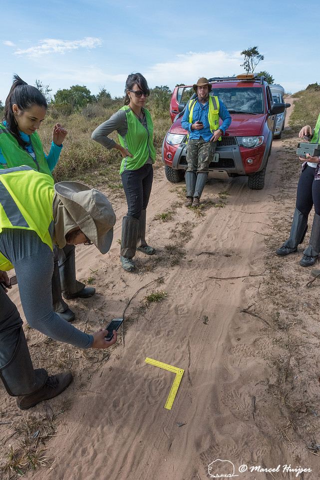 Tracks of giant anteater (Myrmecophaga tridactyla), in the cerra