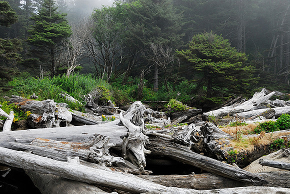 Dead trees in a pile and coastal forest, Rialto Beach, Washington, USA