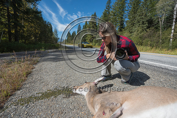 Fernanda Abra photographs a roadkilled white-tailed deer (Odocoi