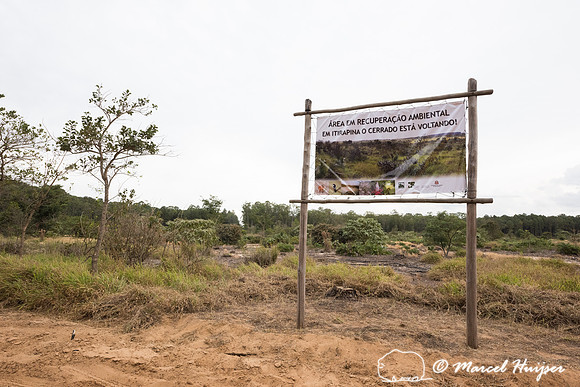 Ecological restoration in the cerrado (savanna), Itirapina, São