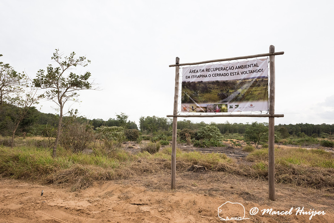 Ecological restoration in the cerrado (savanna), Itirapina, São