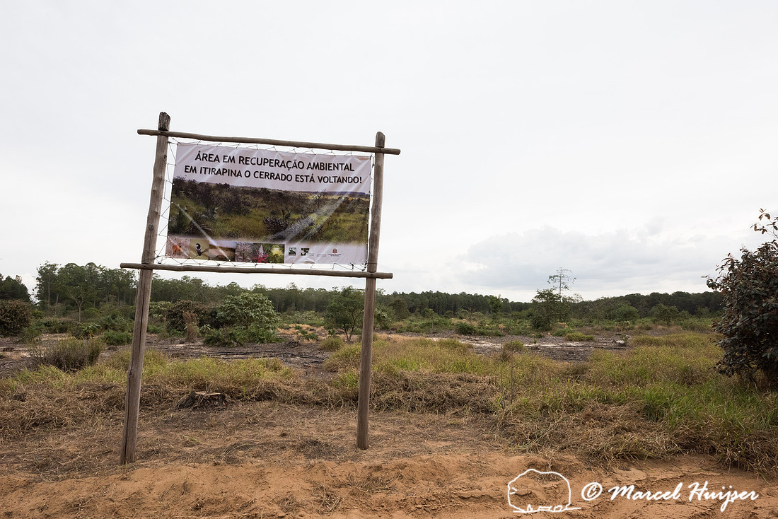 Ecological restoration in the cerrado (savanna), Itirapina, São