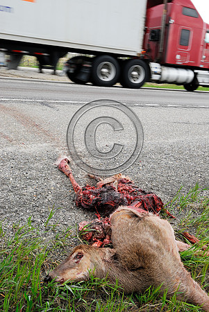 White-tailed deer (Odocoileus virginianus) doe roadkill with fetus roadkill, AB