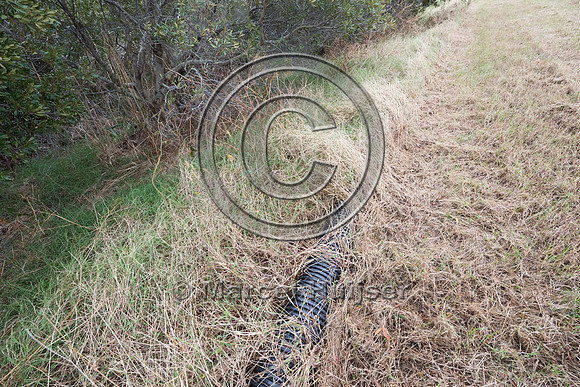 Plastic corrugated pipe designed as a barrier to keep Northern d