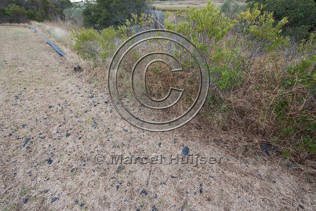 Plastic corrugated pipe designed as a barrier to keep Northern d