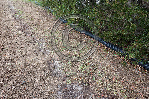Plastic corrugated pipe designed as a barrier to keep Northern d