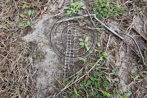 Remains of plastic netting that was used in the past  to keep No