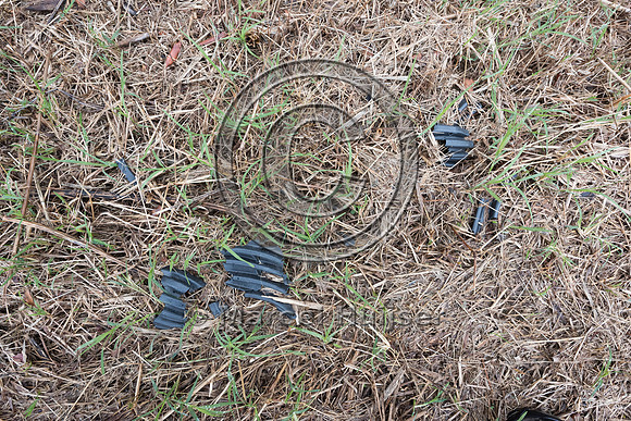 Plastic corrugated pipe designed as a barrier to keep Northern d