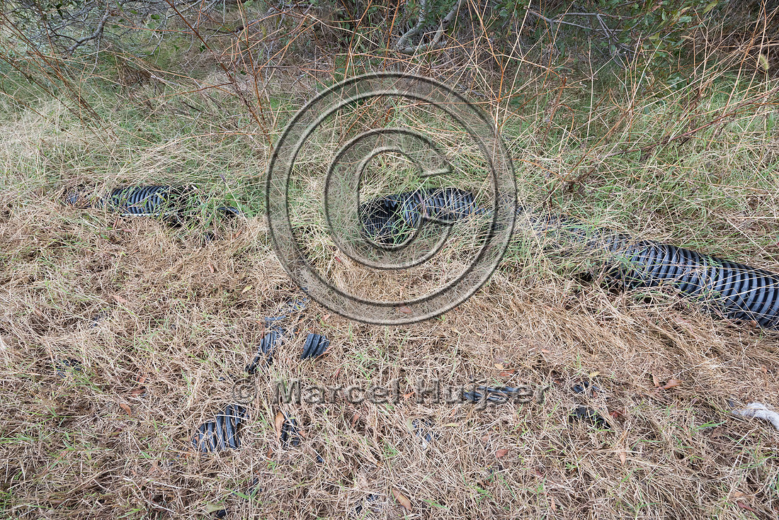 Plastic corrugated pipe designed as a barrier to keep Northern d