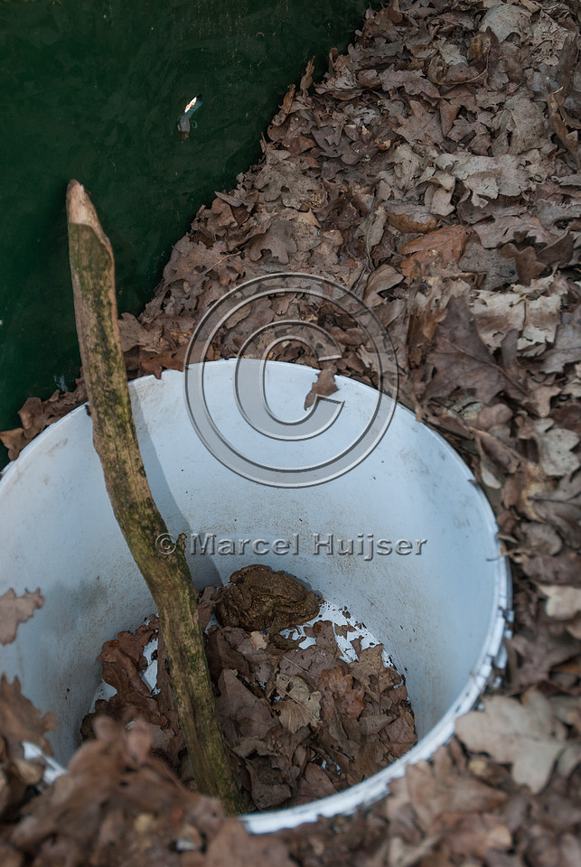 Male and female common toad (Bufo bufo) screens and amplexus in