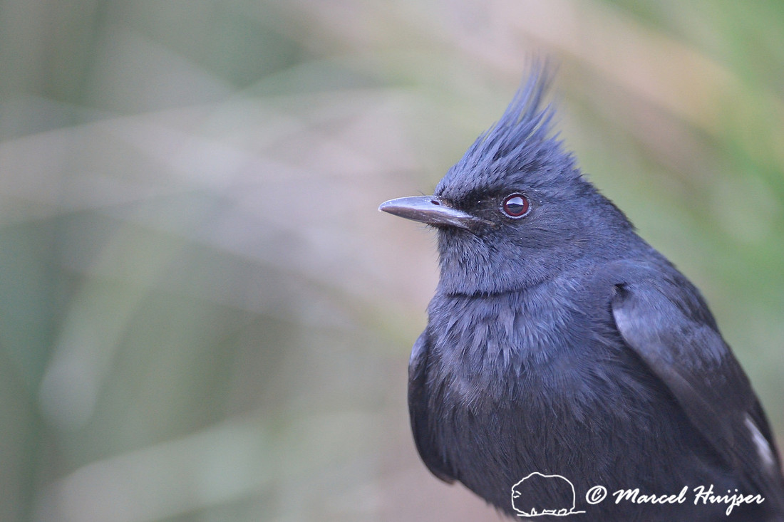 Crested black-tyrant (Knipolegus lophotes), Itatiaia National Park, Rio de Janeiro State, Brazil