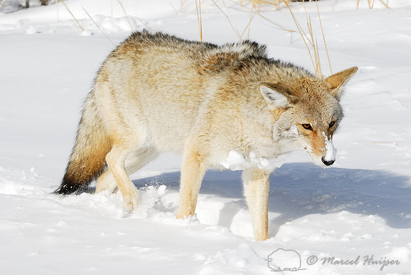 Coyote (Canis latrans) in the snow, Wyoming, USA