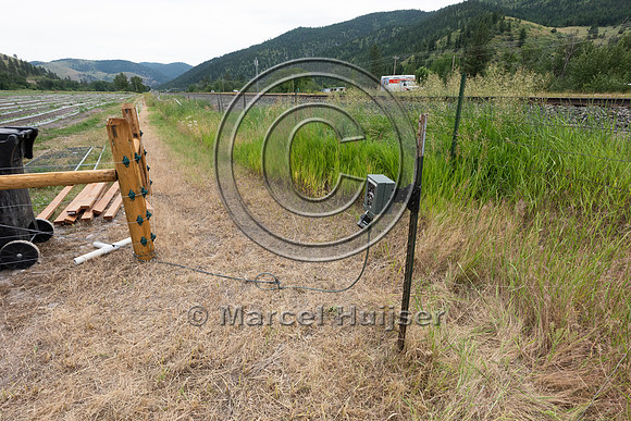 Installing electric fence and gates at a melon field to keep bla