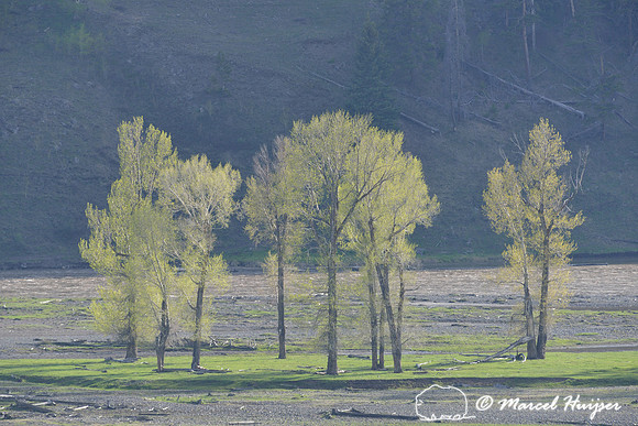 Cottonwoods leafing out, Lamar Valley, Yellowstone National Park, Wyoming, USA
