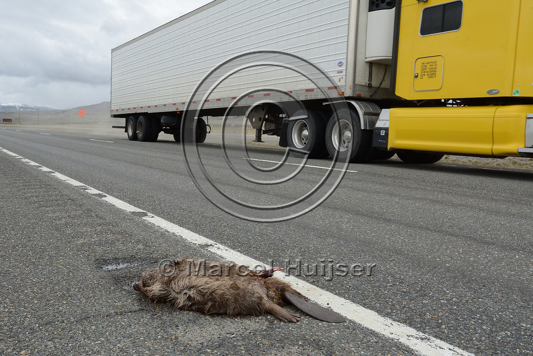 North American beaver (Castor canadensis) roadkill, Montana, USA