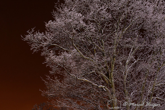 Trees covered in ice (ice fog) at night, Ringebu, Norway