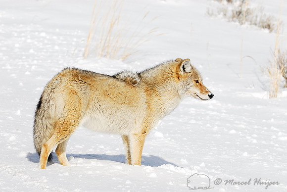 Coyote (Canis latrans) in the snow, Wyoming, USA