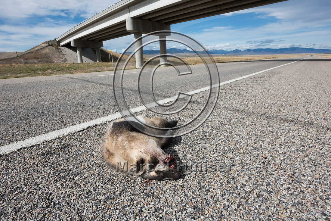 American badger (Taxidea taxus)roadkill, Montana, USA