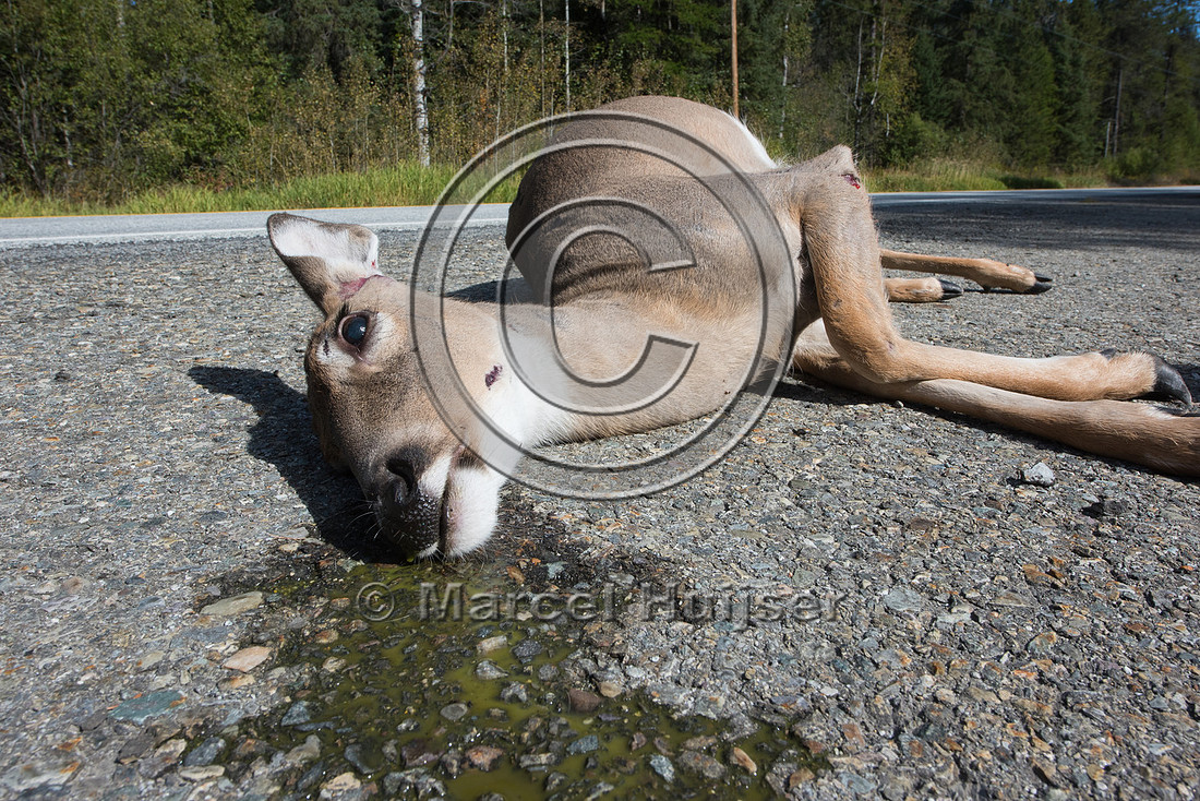 Roadkilled white-tailed deer (Odocoileus virginianus), US Hwy 95