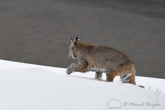 Bobcat (Lynx rufus) in the snow, Wyoming, USA