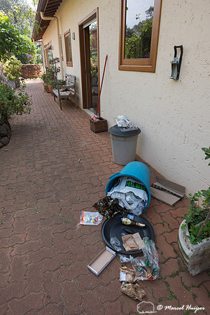 Recycling bin toppled by South American coati, or ring-tailed co