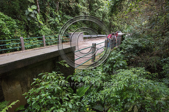 Bridge across stream, Brazil