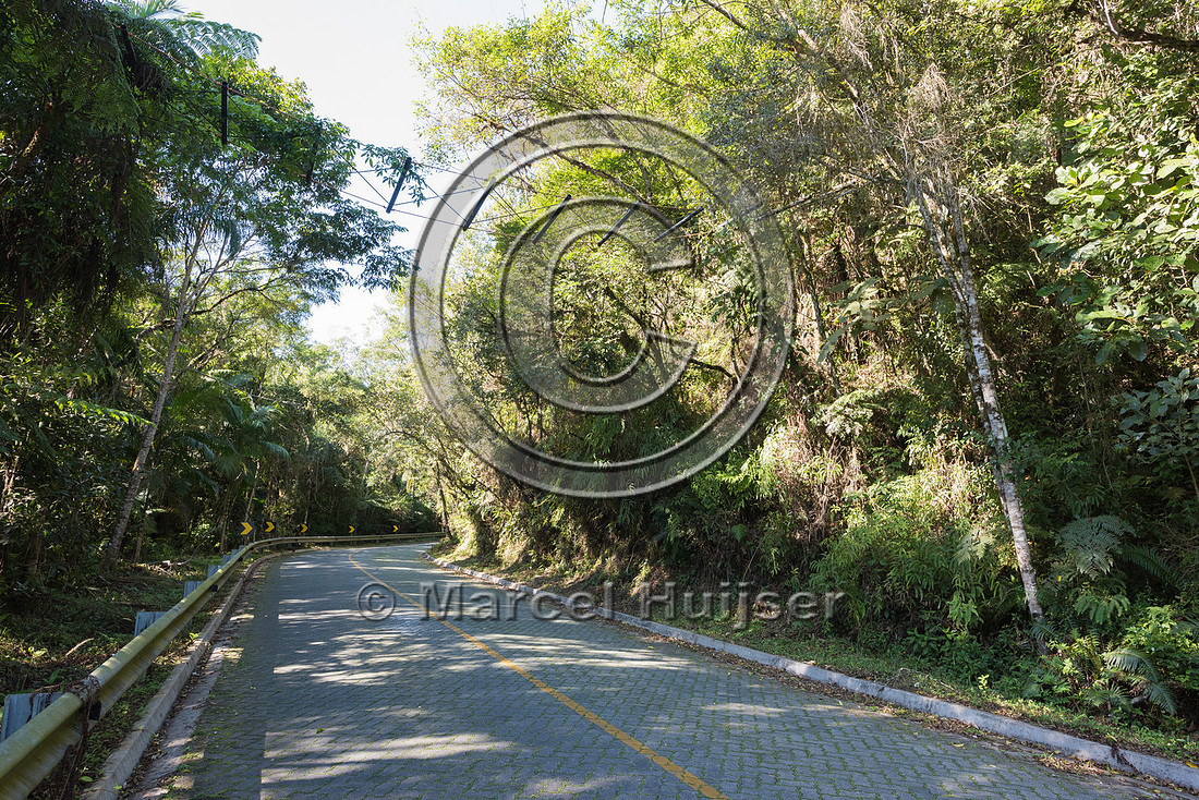 Arboreal crossing for primates and other tree dwelling species,